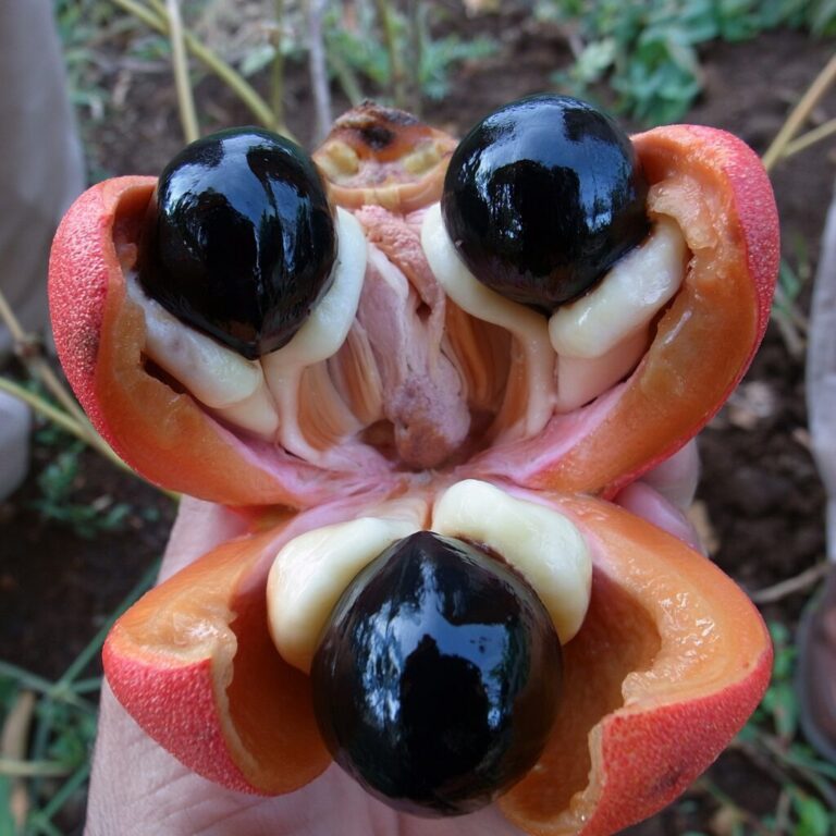 【衝撃】知らずに食べると危険な食べ物10選